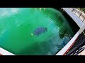 MONSTER URBAN FISH in SUPER CLEAR POND!!