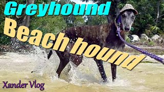 Do Greyhounds swim? Xander swims commando at Key Vista Nature park | Greyhound beach life Holiday Fl