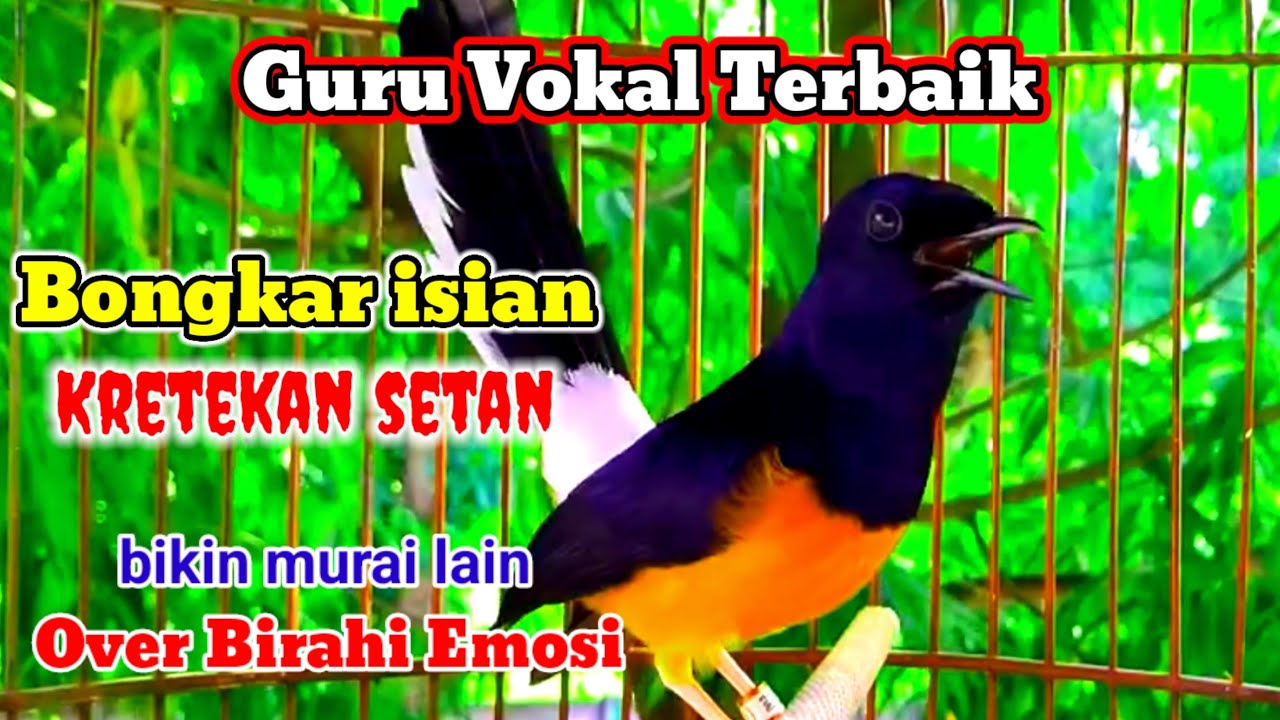 SUARA Pancingan Murai Batu Mantap bikin murai lain Auto Nyaut Emosi || KRETEKAN SETAN