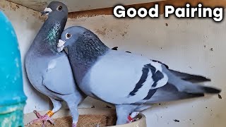 Pigeon Breeding Progress