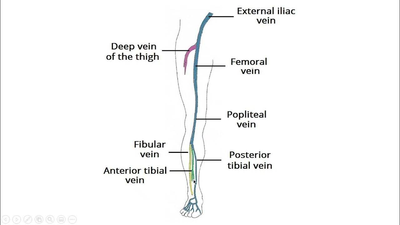 Vena saphena. Сафена Магна. Вена сафена Магна. Venous Drainage of lower Extremity.