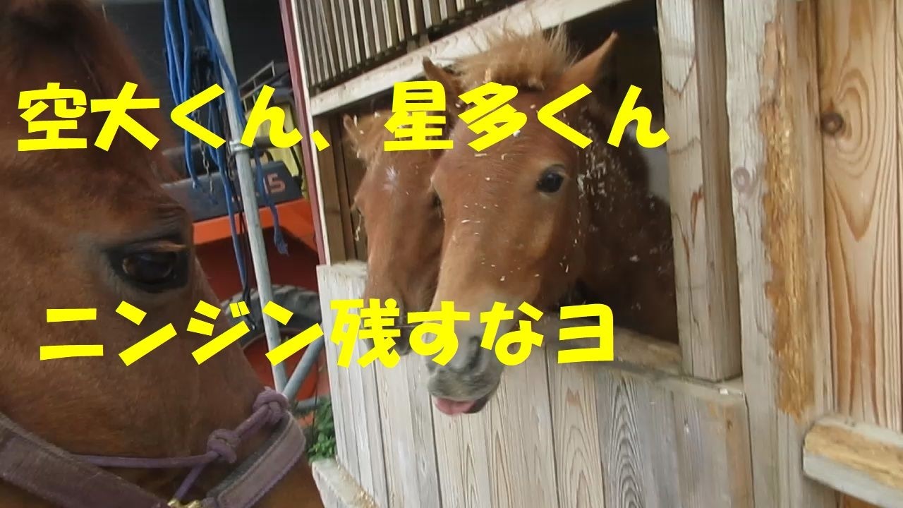上がり馬の蹄鉄はずし - YouTube