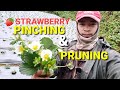 Why Pinch Strawberry Flowers?