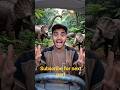 Boy Explorer Driving in Dinosaur Jungle | Cinematic Adventure 🎬🦖#CinematicAdventure #AdventureShorts