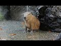 Capybara Shower!