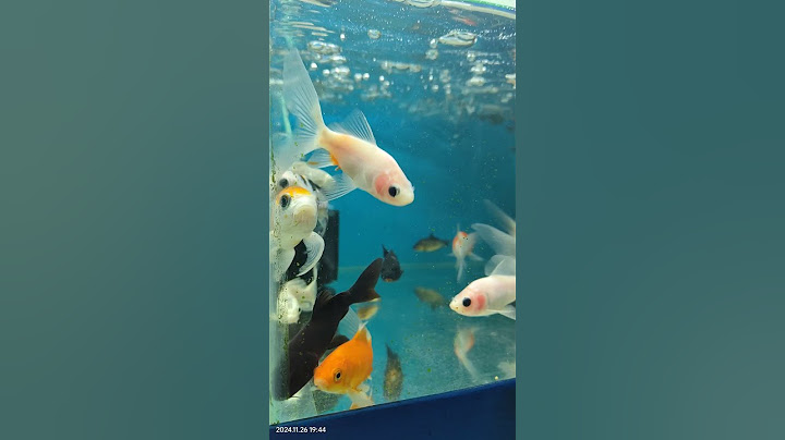 Panimuni Machha#fish #shorts #ytshots #youtubeshorts #trendingshorts #viralshorts