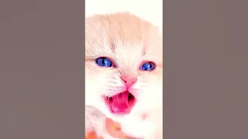 قطة تبني قطة صغيرة Cat النظافه Cute موسيقار Kitten الجيلي Funny المراه الظروف Cutecat 