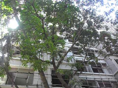 Kabra Paradise video 2