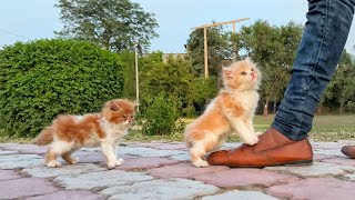 These Kittens are trying to Stop People and Asking for Adoption and Become a Part of their Family. by Cat Rescue Hub 8,975 views 1 day ago 13 minutes, 42 seconds