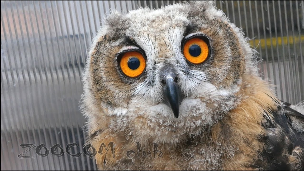 Филин смелый, филин скромный и секретные цыплята - YouTube