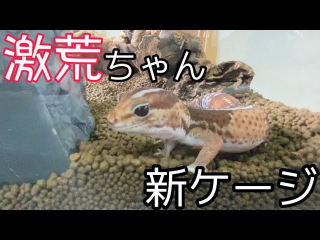 Extremely rough West African Fat-tailed Gecko] I created a new