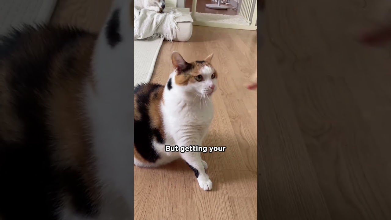 Ленивые кошки здоровее? 😴🐱