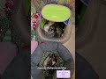 Just Gonna Say Hi 👋 #ferret #pets #animals #animallovers #cute #adorable #ytshorts #toocute #love