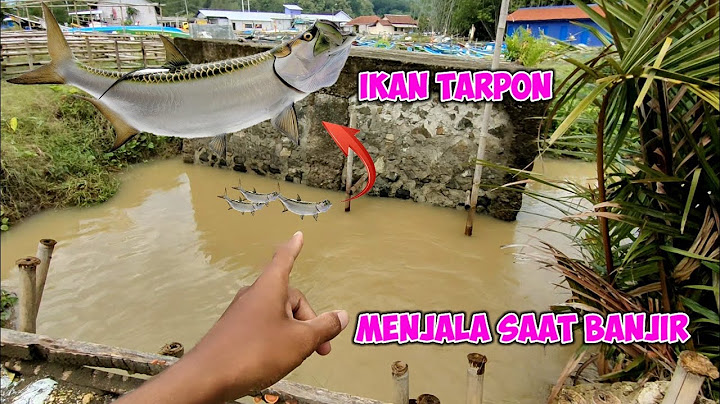 berburu ikan disaat selokan banjir dapat ikan predator