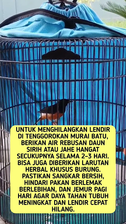 Cara Menghilangkan Lendir Di Tenggorokan Murai Batu #shorts #feedshorts Cara Menghilangkan Lendir Di Tenggorokan Murai Batu #shorts #feedshorts