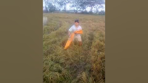 Cut rice catch mice in the west of episode 1 - ( cắt lúa bắt chuột ở miền tây tập 1 )