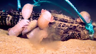 Seeungeheuer verschlingen drei Krokodile auf dem Grund des Meeres