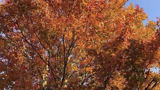 Autumn 2020, Bristol, Indiana