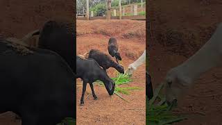 Conheci a Escola Família Agrícola de Cruzília (EFA) e fiquei impressionado!