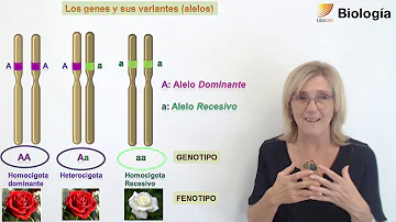 ¿Cómo se representan los alelos dominantes?