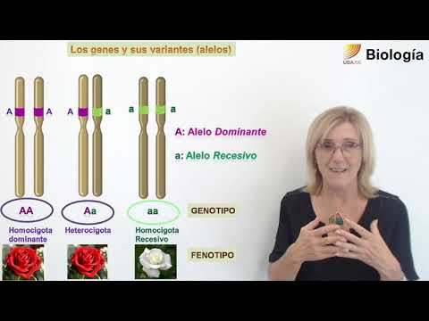 Vídeo: Diferencia Entre Alelo Y Genotipo