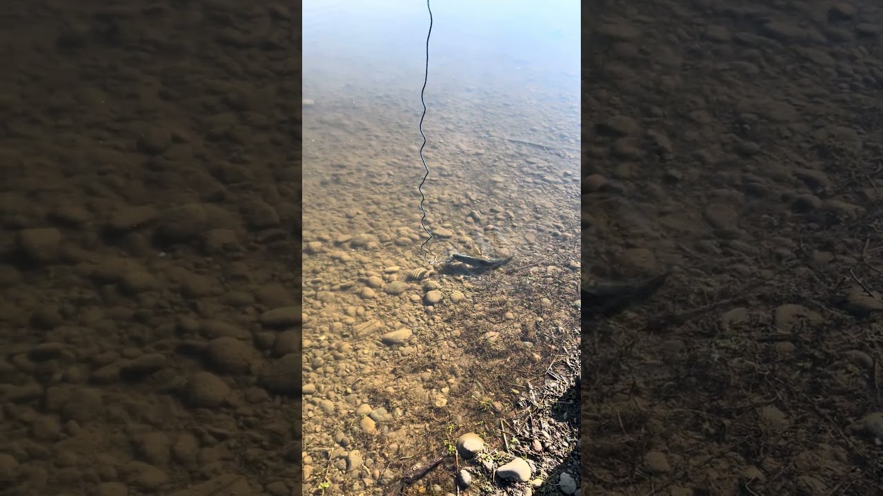 Выгул вашей рыбки 