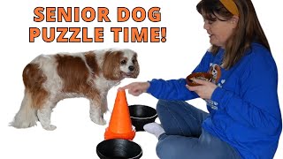 Brain Games and Fitness for Senior Cavaliers 🐶 Focus with 2-Bowl Training Game (Vito's Game) by Cavalier King Charles Spaniel Tips and Fun 249 views 4 months ago 5 minutes, 1 second