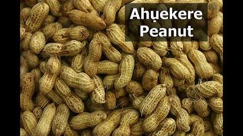 Igbo Language - The Igbo Word for today is Ahụekere (Peanut)