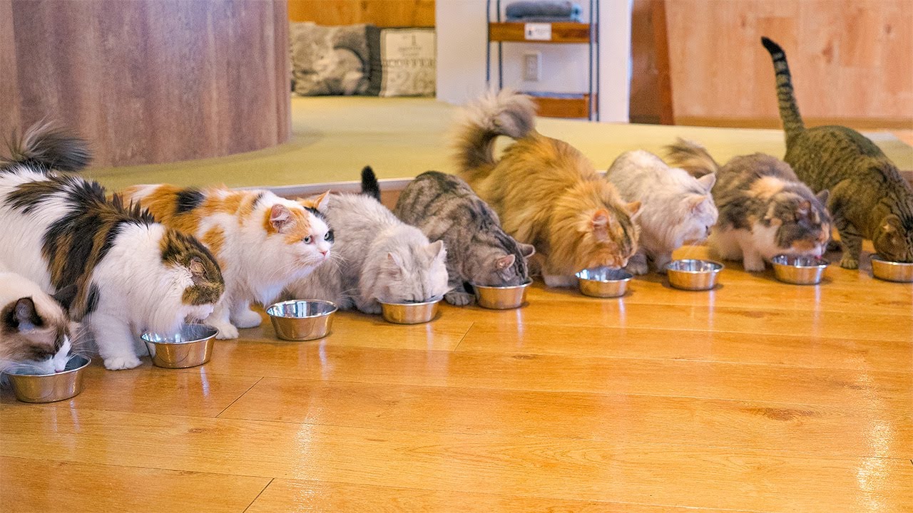 Опыт пушистого японского кошачьего кафе в Токио | Mocha Lounge Ikebukuro