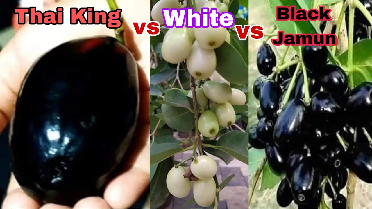 Thai King Jamun vs Thai Black Jamun vs White Jamun // plant's available,All India delivery