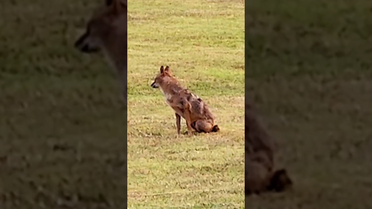 General gathering, call of the Pack. Animal Life 