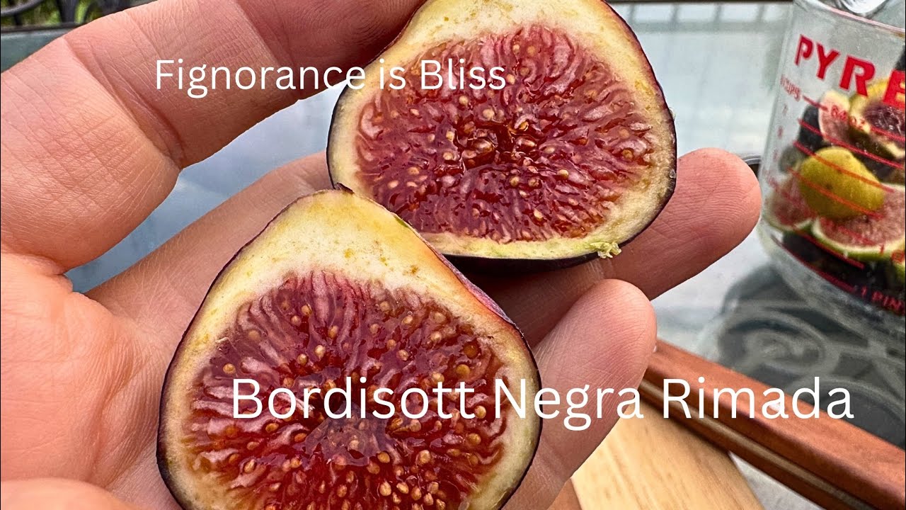 Bordisott Negra Rimada (MP) BNR 9/28/2025