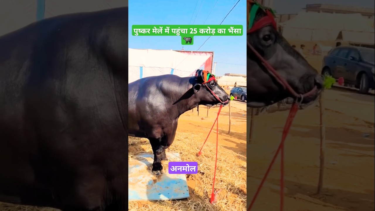 25 करोड़ का भैंसा || पुष्कर मेला 2024 || सबसे महंगा भैंसा || अनमोल भैंसा || आपणों राजस्थान 