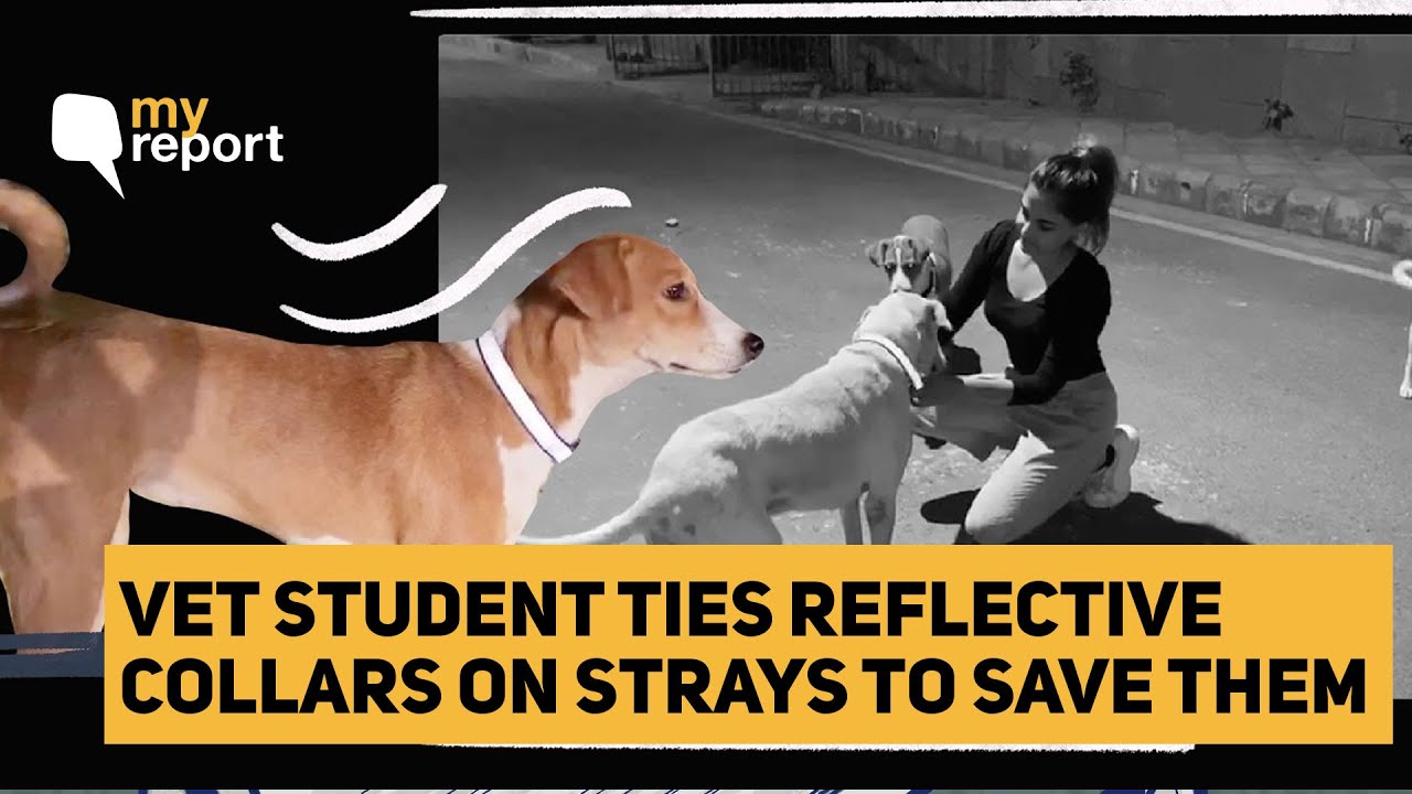 reflective collars for stray dogs