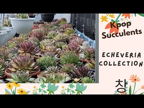 فيديو: أنواع Echeveria (32 صورة): أصناف 