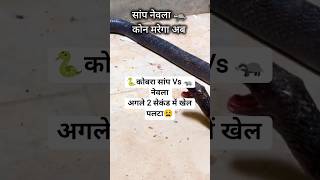 🐍🦡Saamp Nevale Ki Ladai| Snake Vs Mongoose 😲 #shorts