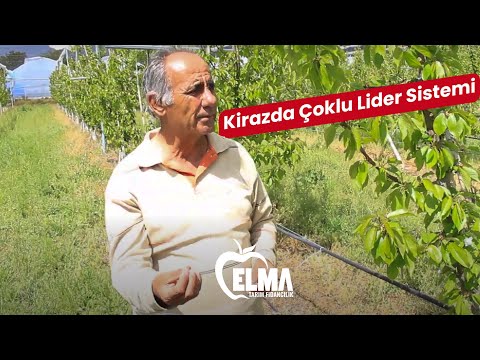 Video: Elma Güvesi - Hasatın Düşmanı