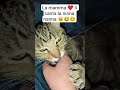 @PrincessNikacat @GatinCrazy #cat #angel #pets #viralvideo #gatti