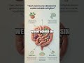 The Gum Myth Debunked: Does Post-Meal Chewing Really Aid Weight Loss