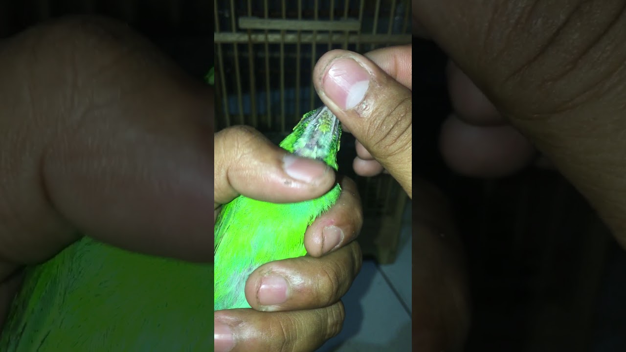 CUcAK IjO GAMBLING “TeRnYAtA  BETINA” (SALAH PREDIKSI)