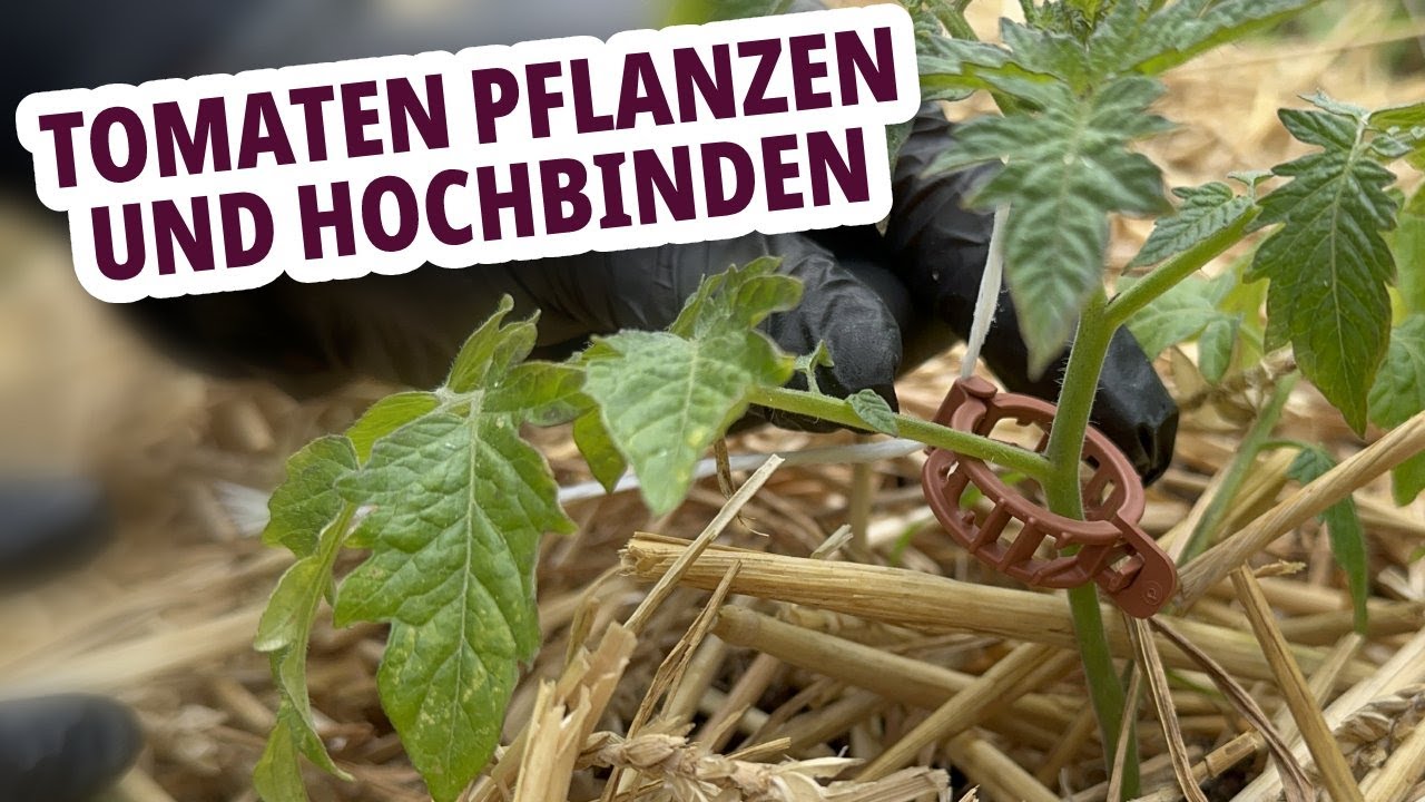 Tomaten im Freiland anbauen & die erste Ernte im Wintergarten