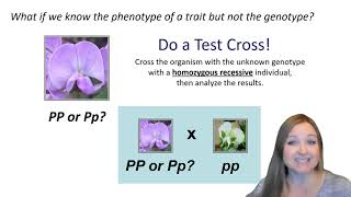 Genetic Test Cross: what it is and how to figure it out