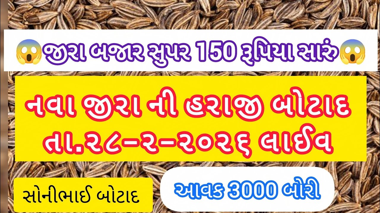 તા.૨૮-૨-૨૦૨૬|જીરા હરાજી|બજાર 150 સારું|#બોટાદ #sonibhaibotad#કપાસ #agriculture #apmcbhav 