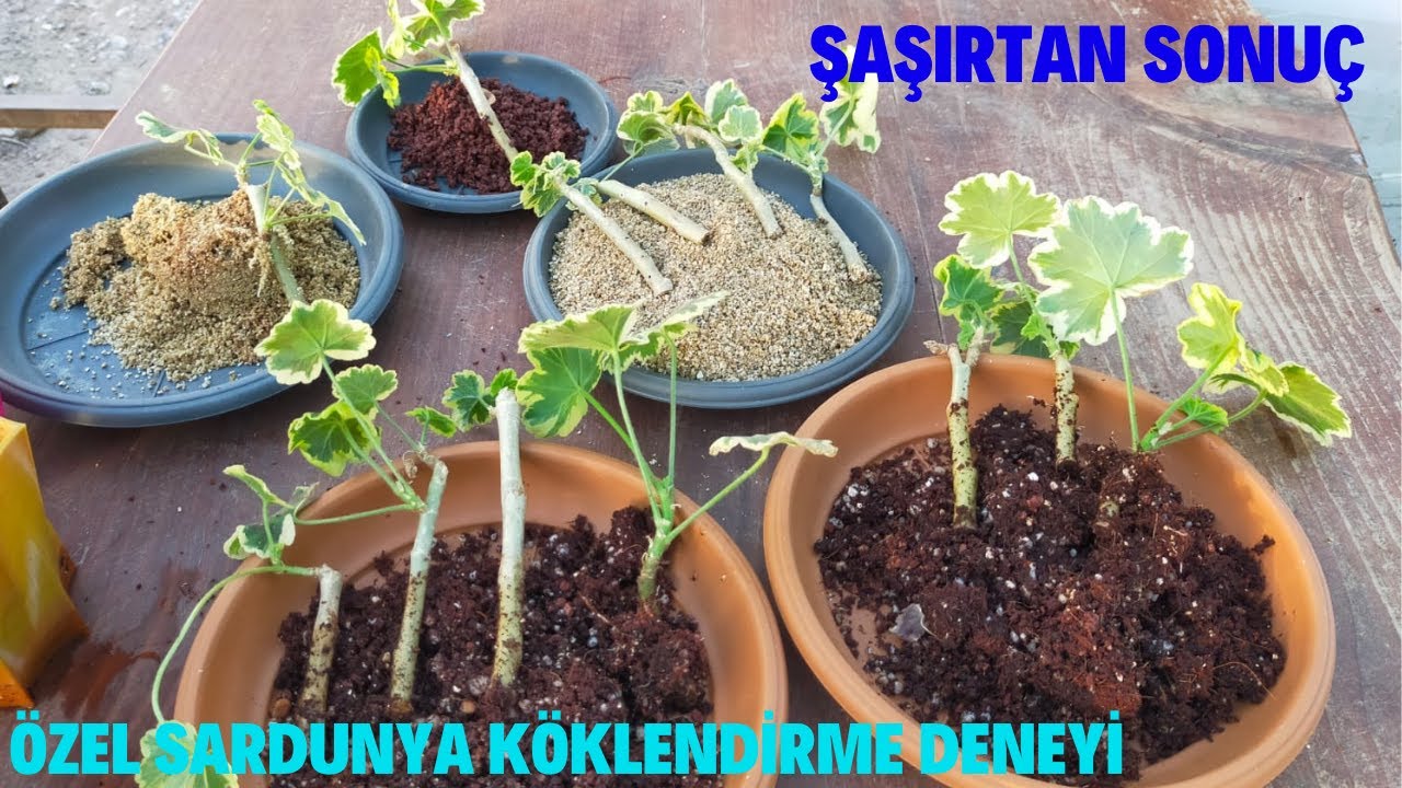 Özel Sardunya Köklendirme Deneyinin Şaşırtan Sonucu