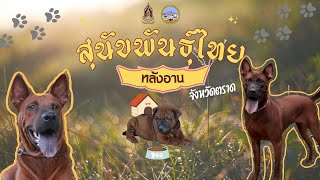 สุนัขพันธุ์ไทยหลังอาน จังหวัดตราด I สำนักงานวัฒนธรรมจังหวัดตราด