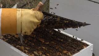 Flow Hive #2 Walkaway Split