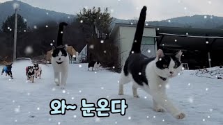 하얀 눈밭을 뛰어다니는 고양이와 강아지들~