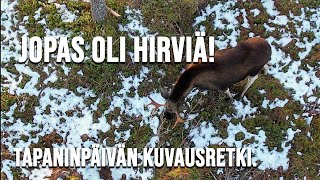 Download Lagu JOHAN OLI HIRVIÄ! Tapaninpäivän hirviseikkailu. MP3