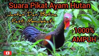 SUARA PIKAT AYAM HUTAN HIJAU TERBARU PALING AMPUH