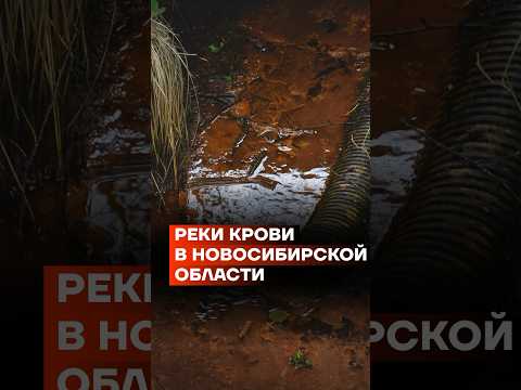 Реки крови в Новосибирской области